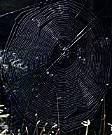 Vorderskopf Spinnennetz